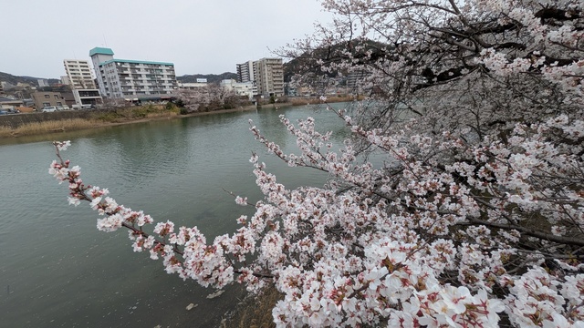 2025お花見会 (10).jpg