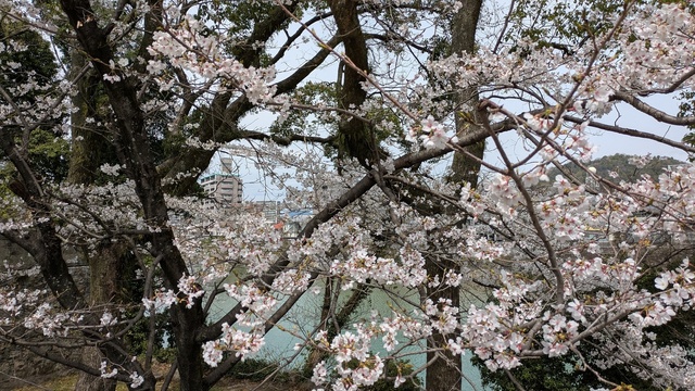 2025お花見会 (12).jpg