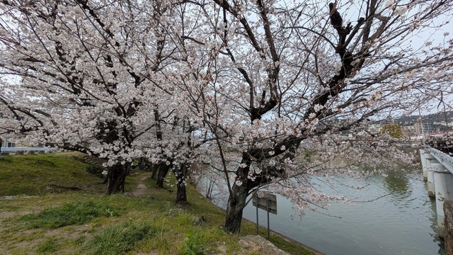 2025お花見会 (8).jpg