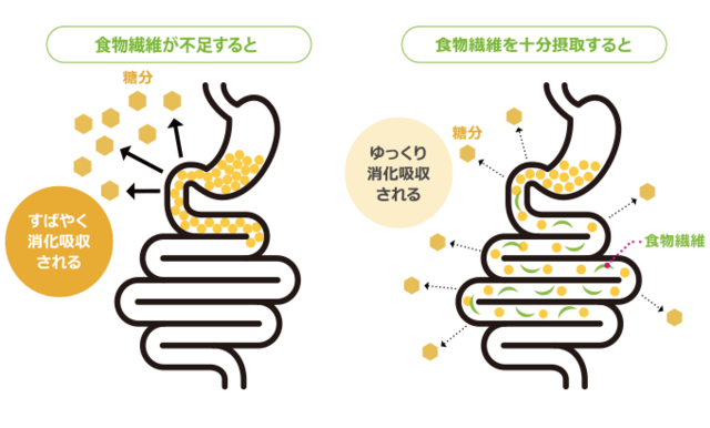 糖吸収と食物繊維.png